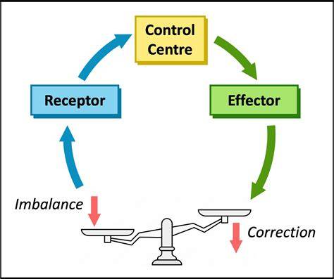 Negative Feedback Loop