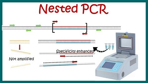 Nested PCR