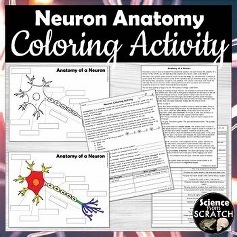 Neuron Coloring Activity Science From Scratch Answer Key
