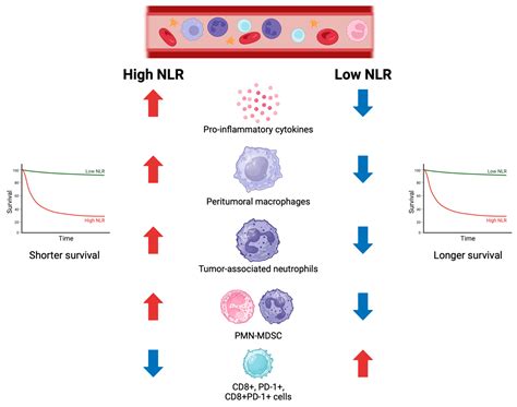 Neutrophil Lymphocyte Ratio