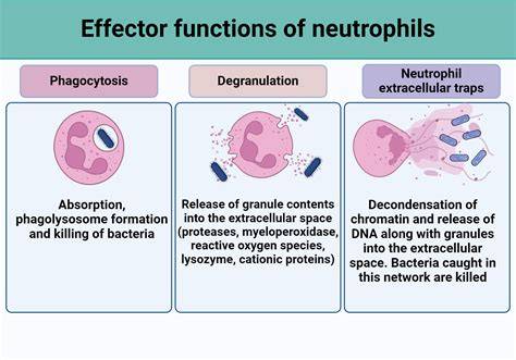 Neutrophil function