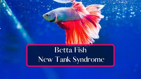 New Fish Tank Syndrome
