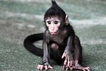 New Videos of Baby Monkeys
