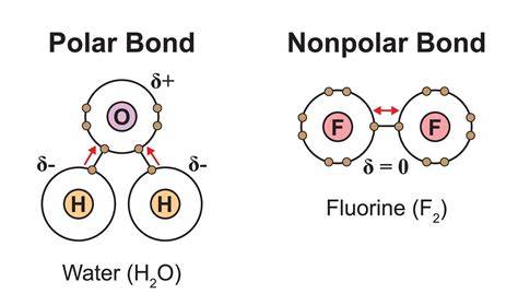 Nonpolar covalent bond