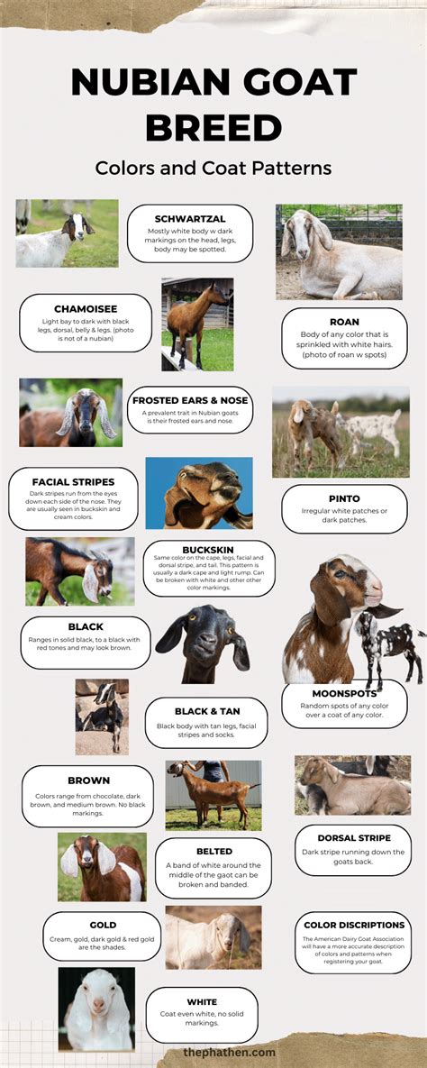 Nubian Goat Color Chart