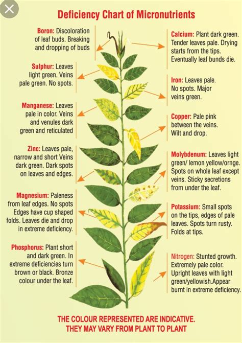 Nutrient Deficiency Chart For Aquarium Plants
