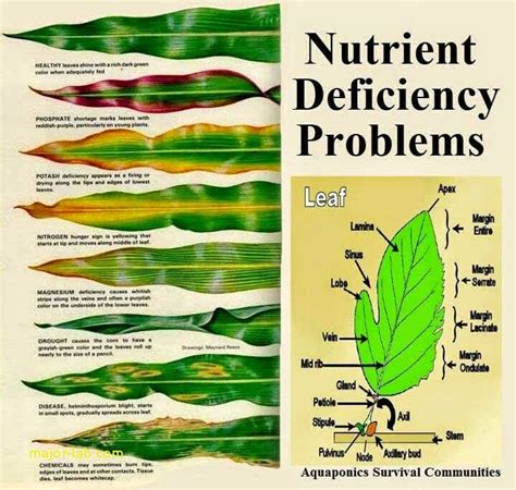 Nutrient Deficiency Plant Chart