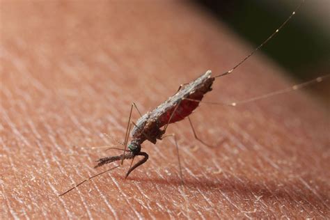 Nyamuk Anopheles