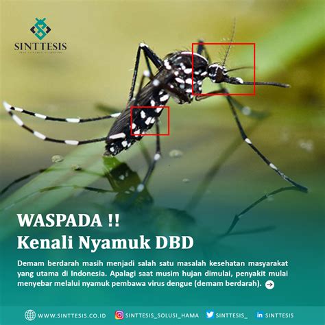 Nyamuk DBD