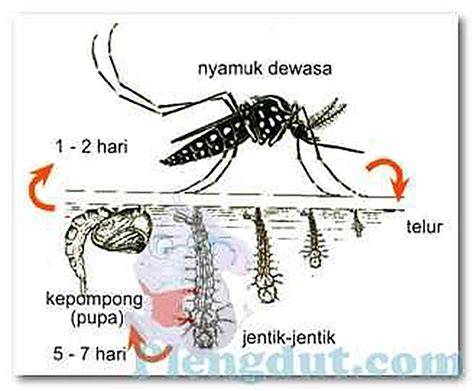 Nyamuk Dewasa