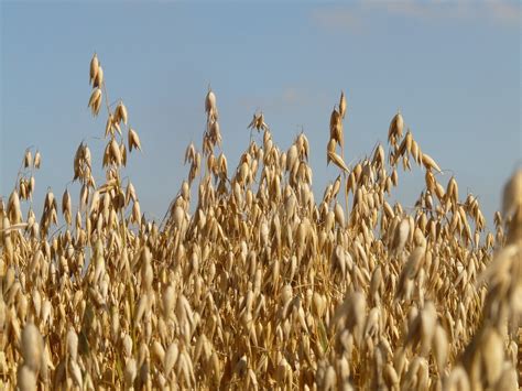 Oats field
