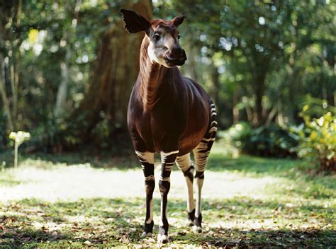 Okapi photos