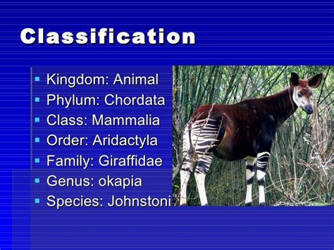 Okapi taxonomic classification