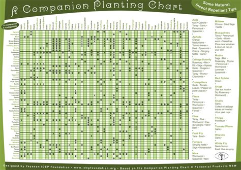 Okra Companion Planting Chart
