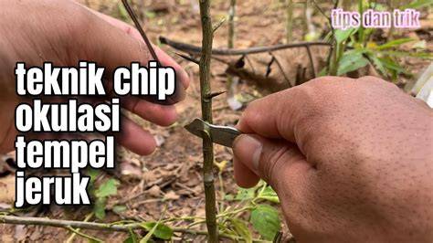 Okulasi Chip