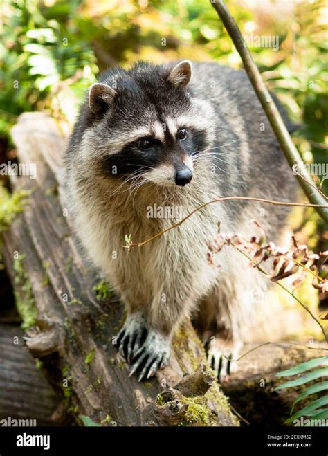 Perilaku Makan yang Fleksibel dan Oportunistik