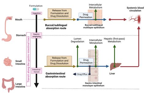 Oral medication absorption