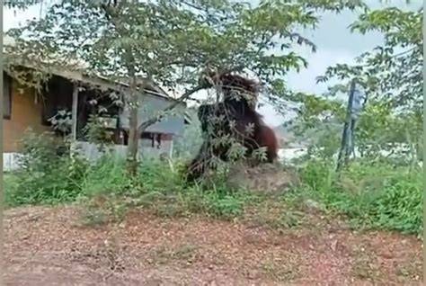 Orang Utan Bikin Rumah