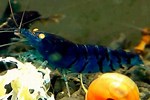 Orange Eye Blue Tiger Shrimp