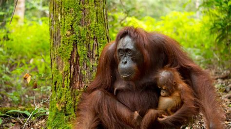 Orangutan In The Wild