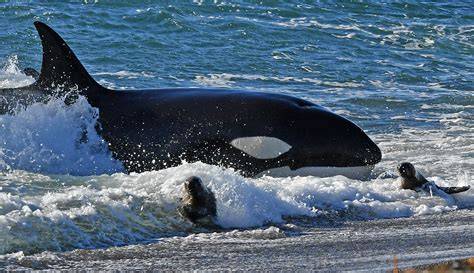 Orca