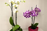 Orchid Rebloom