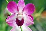Orchid by Michael