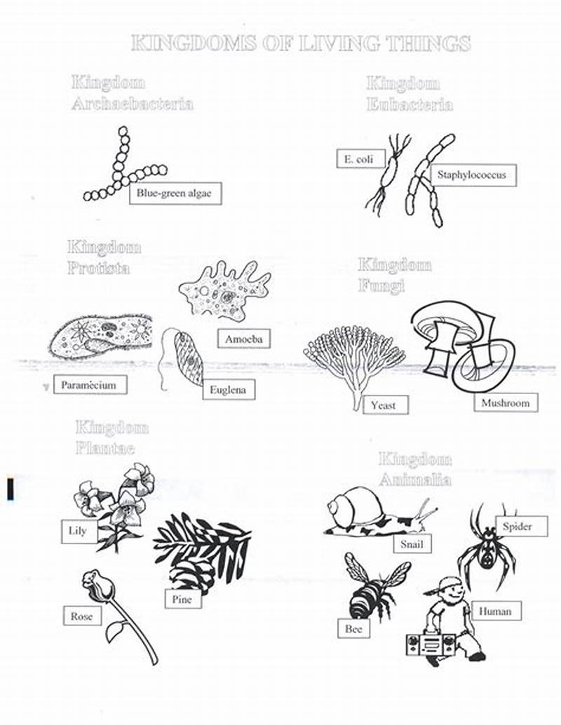 Organism Classification Coloring Page Answer Key