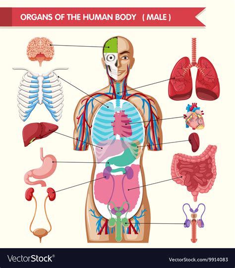 Organs In The Body Chart