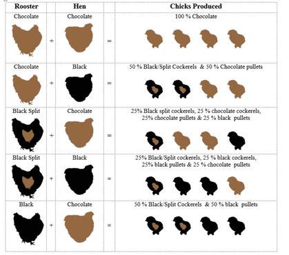 Orpington Color Breeding Chart