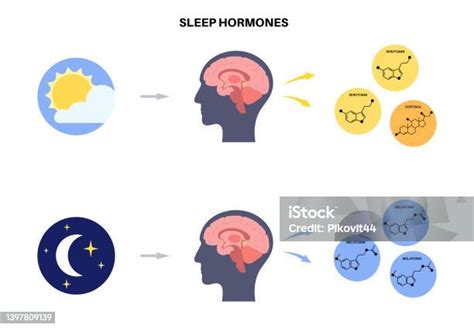 Otak Manusia Tidur