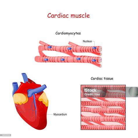 Otot Jantung Cardiac Muscle