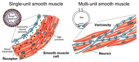 Otot Polos Smooth Muscle