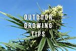 Outdoor Grow Guide