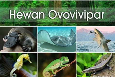 Ovovivipar
