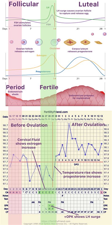 Ovulation Hormone Chart