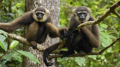 Owa Kalimantan