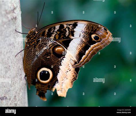 Owl butterfly with eyespots
