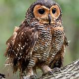 Biografia Owls