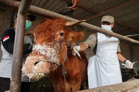 PMK Sapi