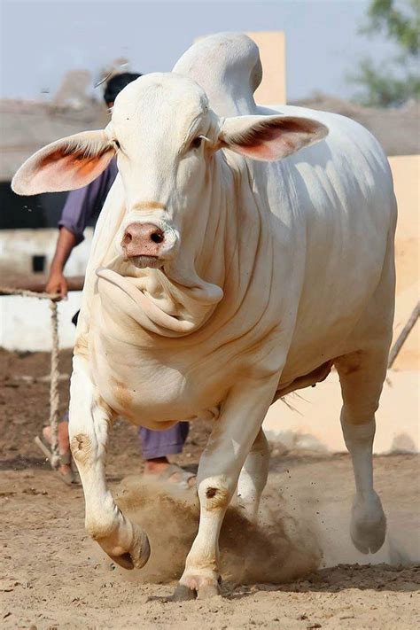 Pakistan Cow