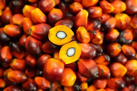 Palm Kernel