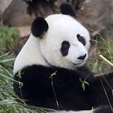 Biografia Panda