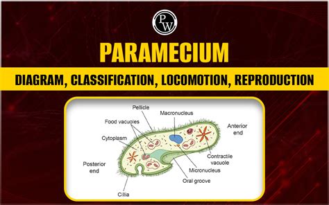 Paramaecium