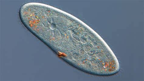 Paramecium