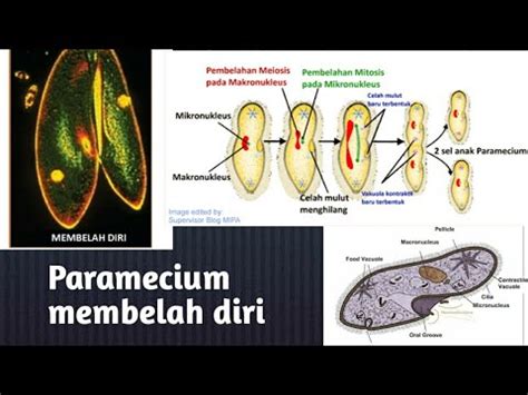Paramecium Membelah Diri