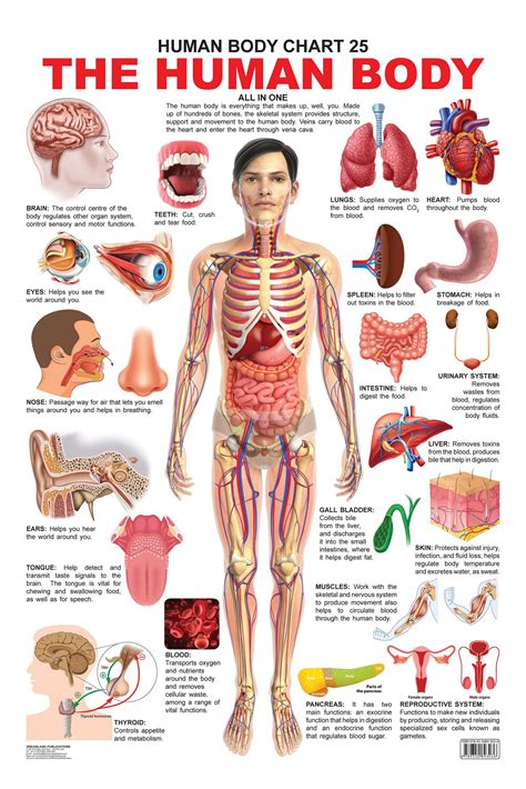 Parts Of The Body Chart