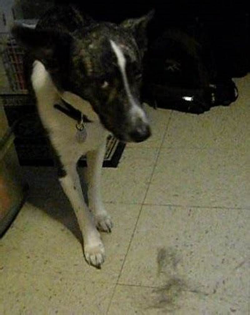 Pattern Baldness In Dogs