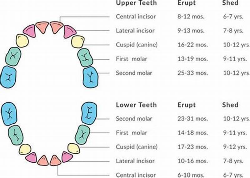 Pattern Of Tooth Eruption