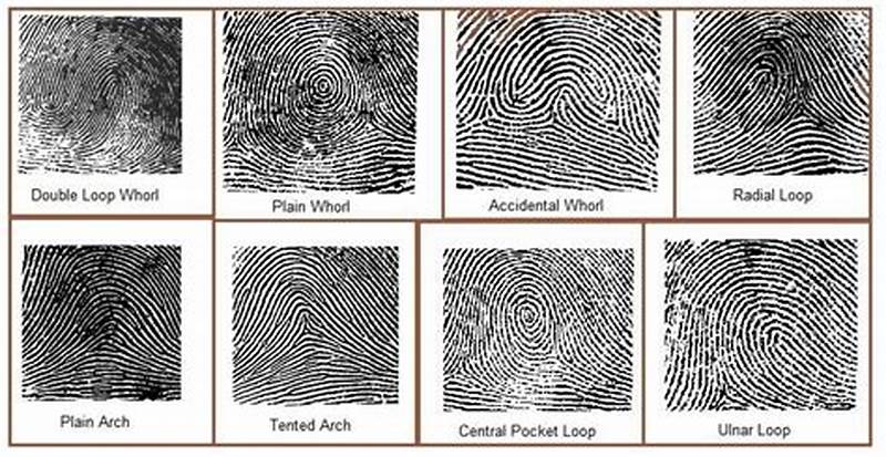 Pattern Types Of Fingerprints